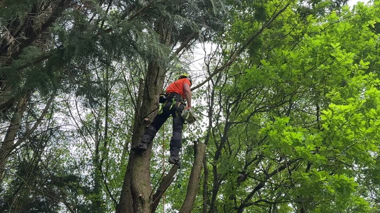 Reliable Avon, IN Tree Removal and Landscaping Services Solutions